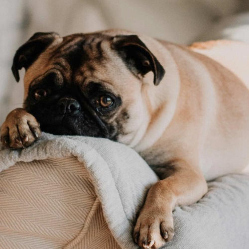 a dog lying on a couch